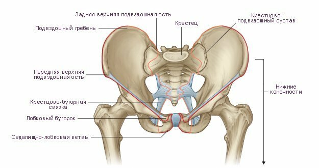 О чем говорит боль в области таза сзади?